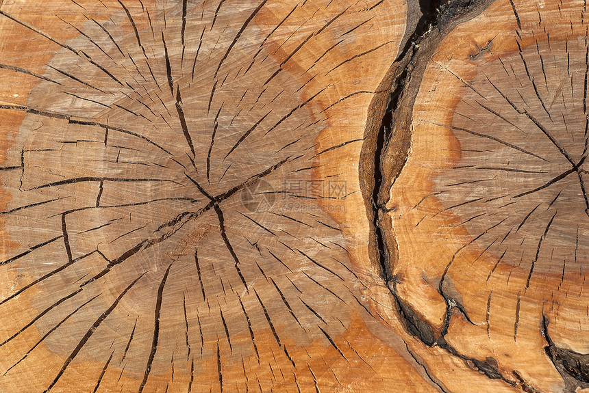 橡木原表面作为背景乡村木材裂缝自然材料棕色树干图片