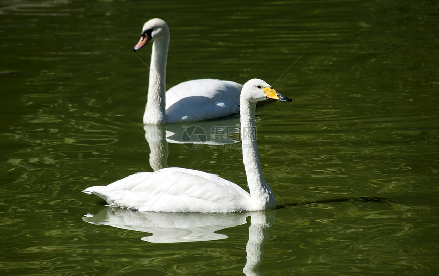 湖里有两只天鹅动物羽毛荒野野生动物白色水禽动物群脖子池塘鸟类图片