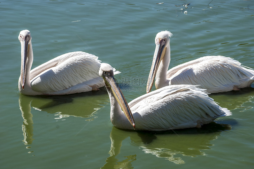 湖水中三只生物野生动物翅膀账单羽毛白色鸟类太阳荒野图片