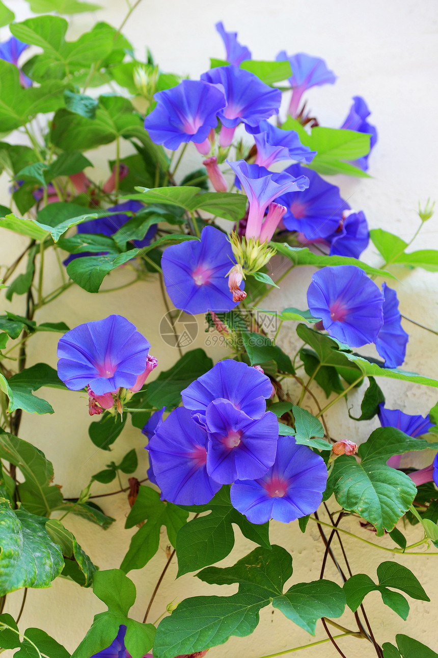 清晨荣耀年度花朵喇叭花植物蓝色图片