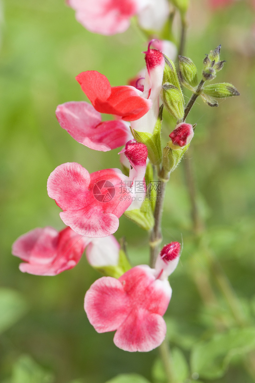 Salvia 微植物炎热嘴唇植物双色摄影白色绿色丹参粉色树叶花园图片