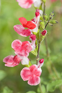 Salvia 微植物炎热嘴唇植物双色摄影白色绿色丹参粉色树叶花园背景图片