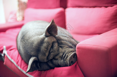 沙发上睡觉猪沙发上的黑猪背景