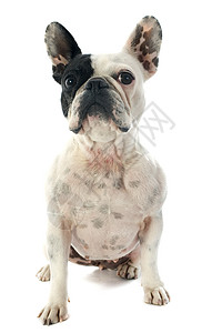 法国斗牛犬白色黑色斗牛犬动物犬类宠物工作室背景图片
