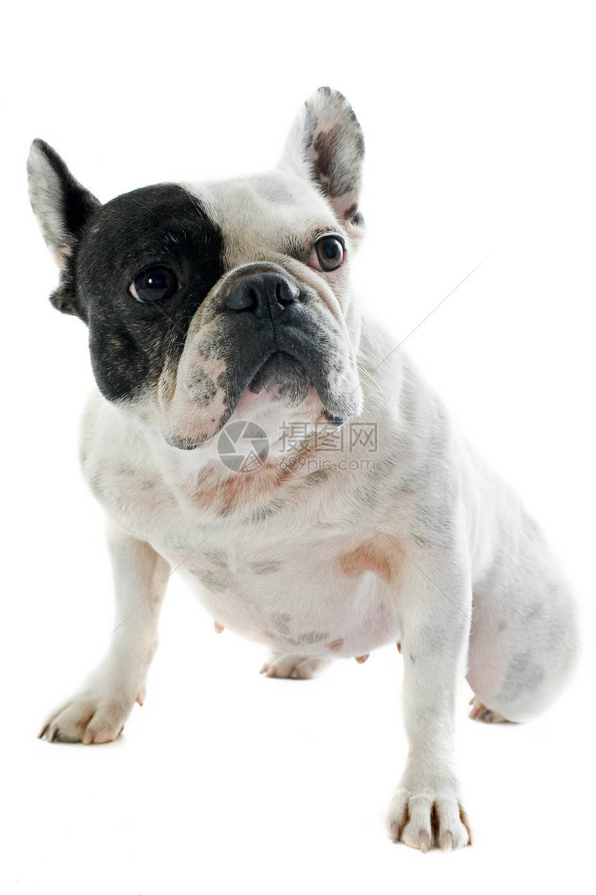 法国斗牛犬犬类黑色工作室宠物白色斗牛犬动物图片
