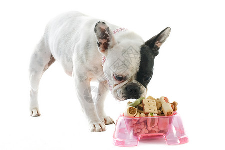 法国斗牛犬和宠物食品工作室干粮营养珠宝项圈犬类斗牛犬白色动物粉色背景图片