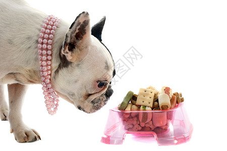 法国斗牛犬和宠物食品珠宝白色项圈工作室珍珠斗牛犬动物干粮花絮粉色背景图片