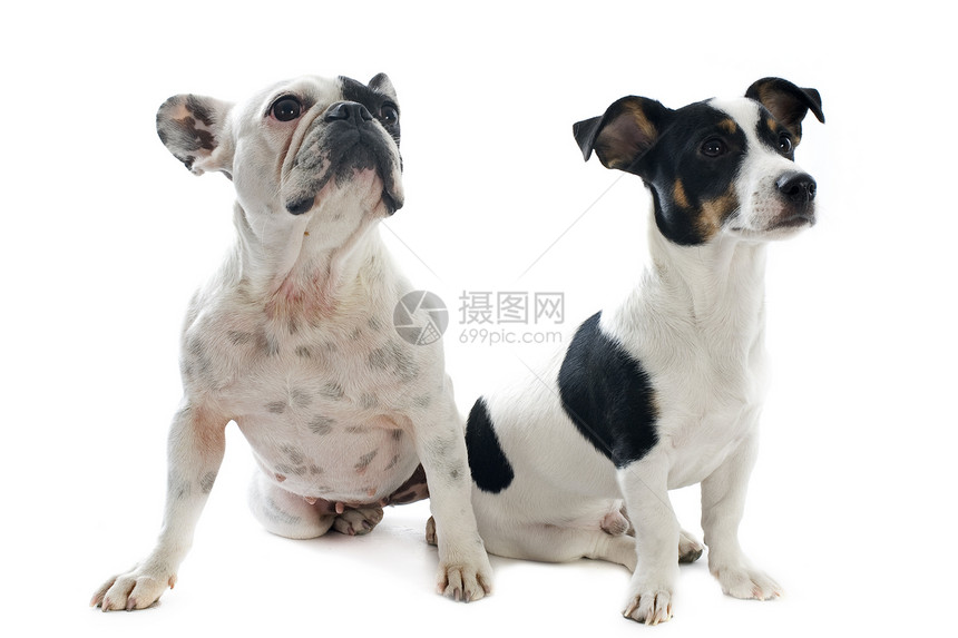 法国斗牛犬和杰克鲁塞尔大鱼猎犬白色棕色小狗动物犬类斗牛犬宠物工作室图片