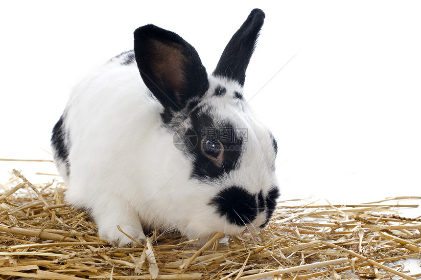 侏儒兔子工作室白色农场伴侣宠物矮人动物黑色稻草图片