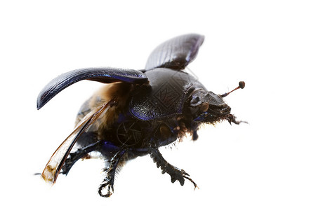 叮当甲虫宏观飞行昆虫动物翅膀蓝色甲虫鞘翅目生物学工作室背景图片