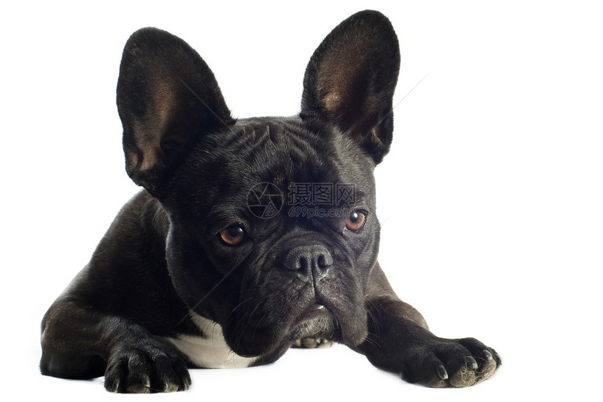 法国斗牛犬工作室黑色宠物动物棕色斗牛犬犬类图片