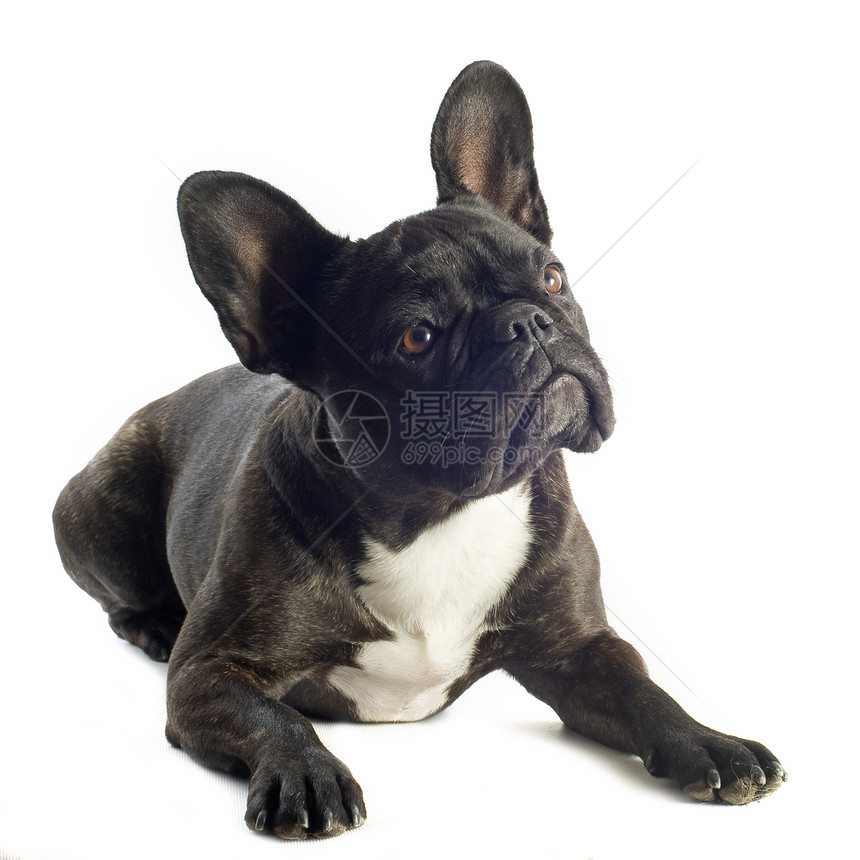 法国斗牛犬棕色犬类工作室斗牛犬宠物动物黑色图片