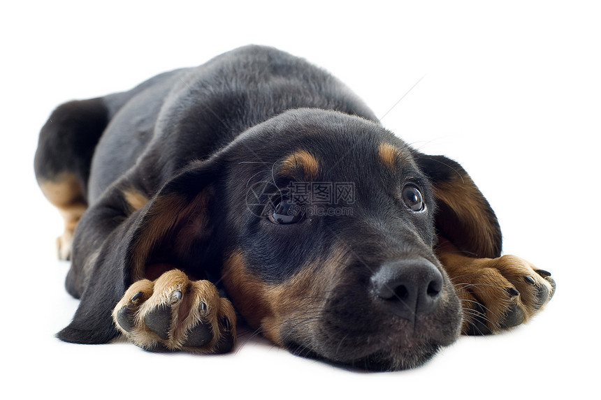 小狗多伯曼悲伤宠物工作室动物犬类黑色图片