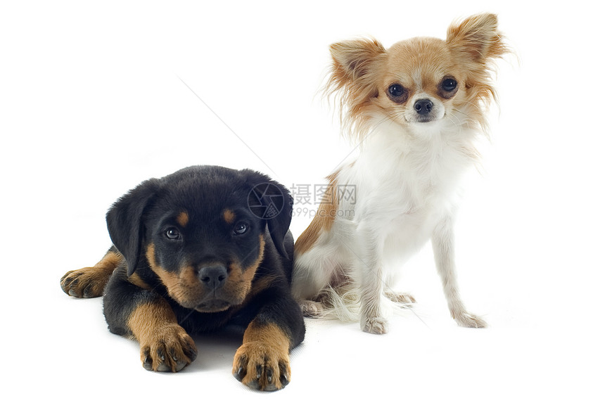 小小狗罗维勒和吉娃娃婴儿犬类宠物黑色鼻子小狗动物纳犬友谊工作室图片