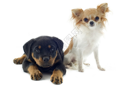 小小狗罗维勒和吉娃娃婴儿犬类宠物黑色鼻子小狗动物纳犬友谊工作室背景图片