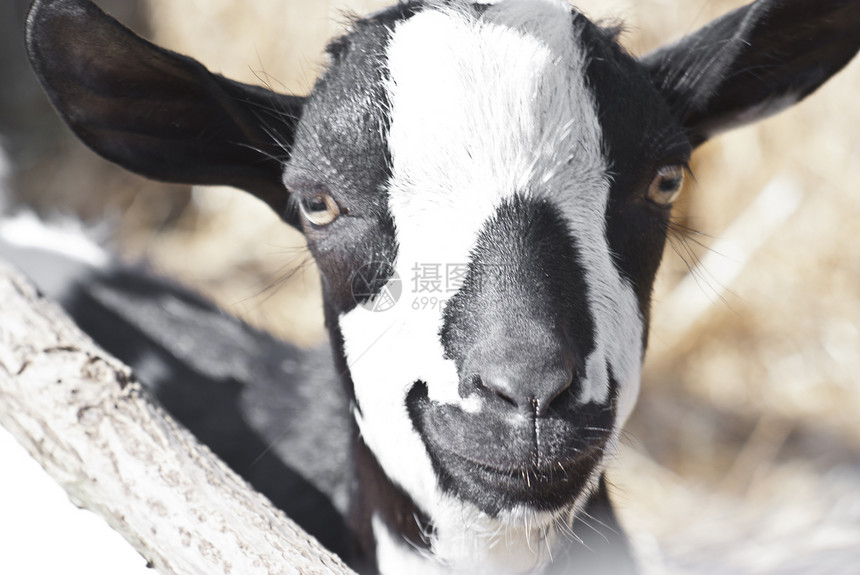 黑白山羊肖像农民鼻子胡子食物羊肉动物牧场山羊牛奶耳朵图片