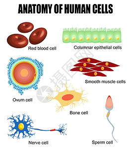 洋葱表皮细胞人体细胞解剖插画