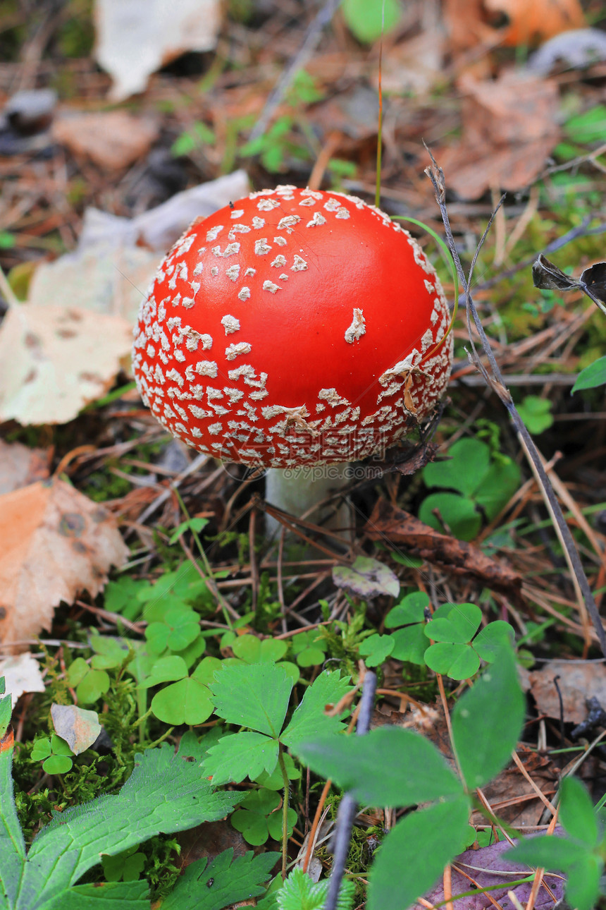 夏季森林中生长的红毒蘑菇地面季节植物常委菌盖海绵毒蝇危险中毒木头图片
