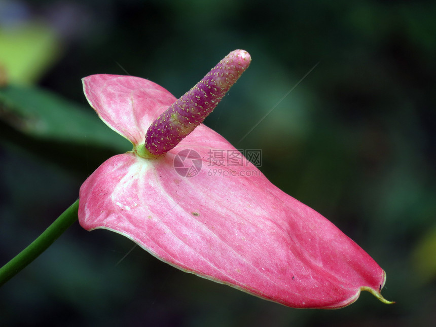 粉红热带花花花粉异国情调植物群粉色图片