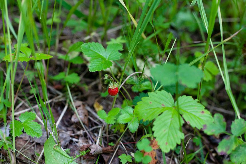 野草莓植物草莓浆果草本植物森林红色水平棕色植物群图片