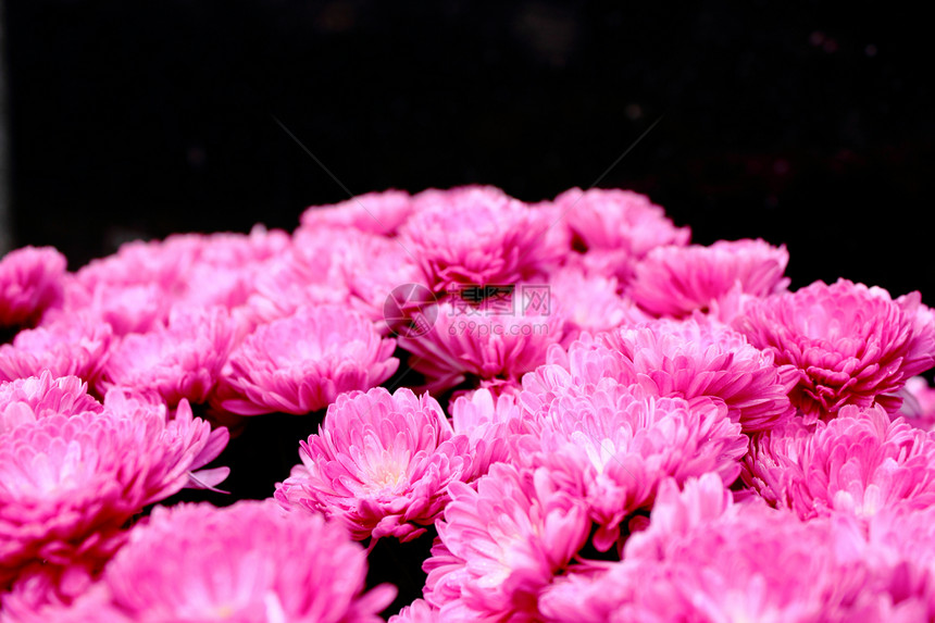 粉红菊花花束植物学花瓣植物群紫色季节园艺花园庆典墙纸美丽图片