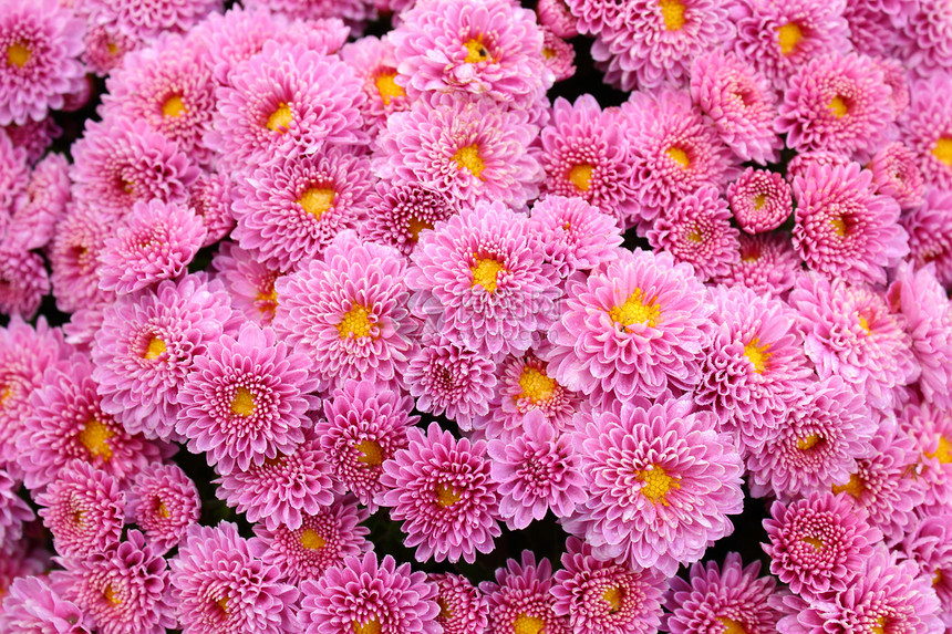 粉红菊花季节花束植物学花园雏菊紫色生活墙纸花店花瓣图片