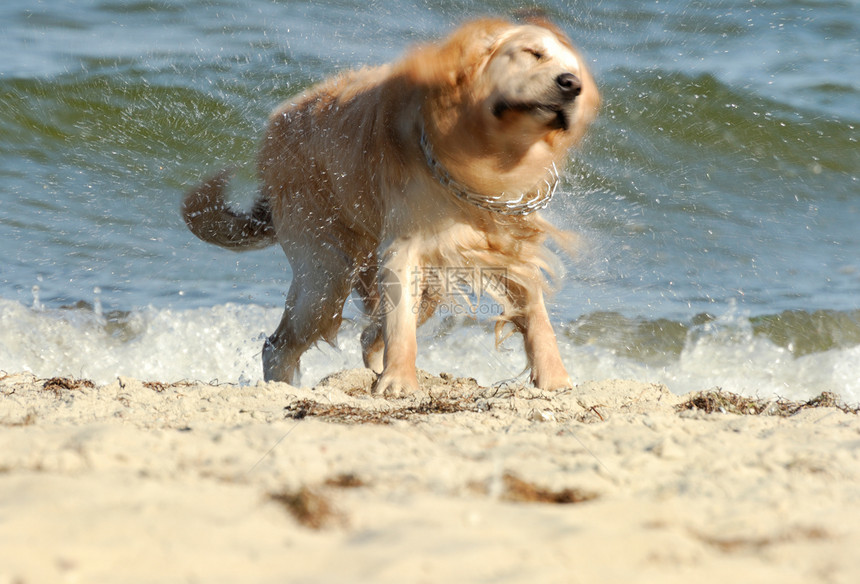 海滩上的狗狗海浪海岸棕色宠物鼻子毛皮运动图片