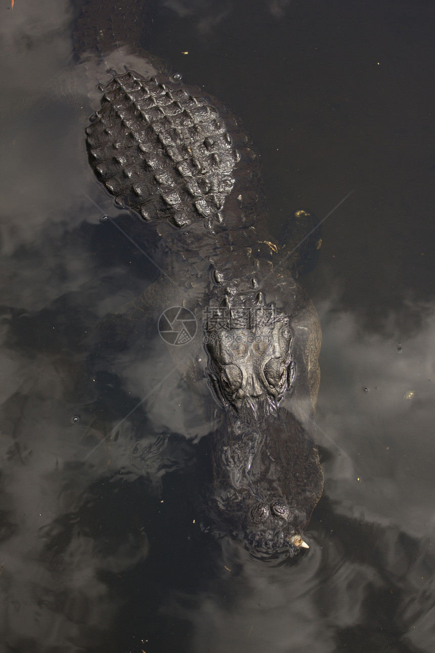艾佛格拉底国家公园的鳄鱼短吻鳄积水野生动物动物野外动物旅游爬虫牙齿食肉泳池图片