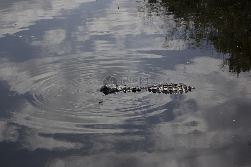 艾佛格拉底国家公园的鳄鱼沼泽积水野外动物野生动物动物体危险目的地牙齿泳池游泳图片