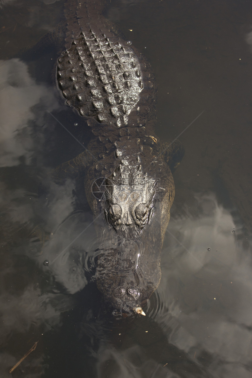 艾佛格拉底国家公园的鳄鱼泳池蓝色野外动物爬虫短吻鳄旅行牙齿食肉旅游积水图片