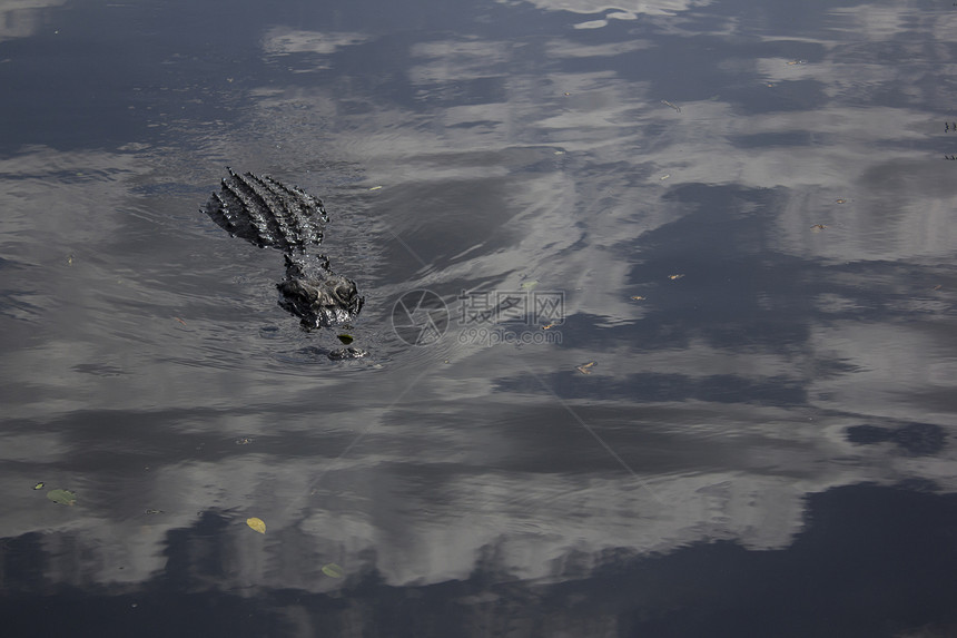 艾佛格拉底国家公园的鳄鱼旅游短吻鳄沼泽野生动物旅行食肉野外动物爬虫危险泳池图片