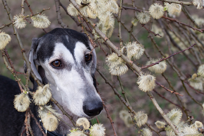 平滑的沙菜猎犬食肉动物水平白色宠物植物群植物黑色图片