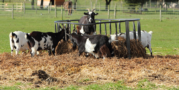 山羊喂养哺乳动物农家院农场动物家畜库存牛角背景图片