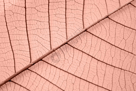 叶植物群液体骨骼植物棕色叶子水平背景图片