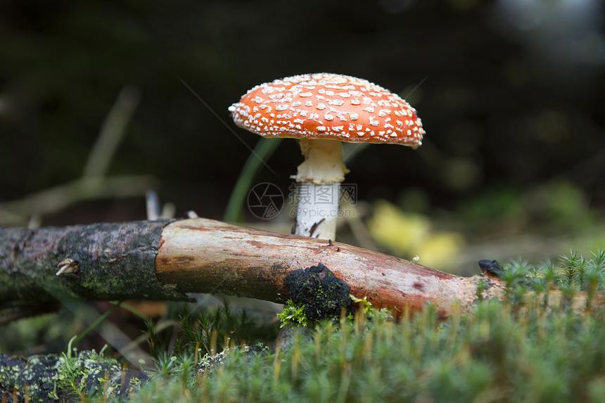 弗莱阿加里克森林毒菌红色木头致命白色真菌林地图片