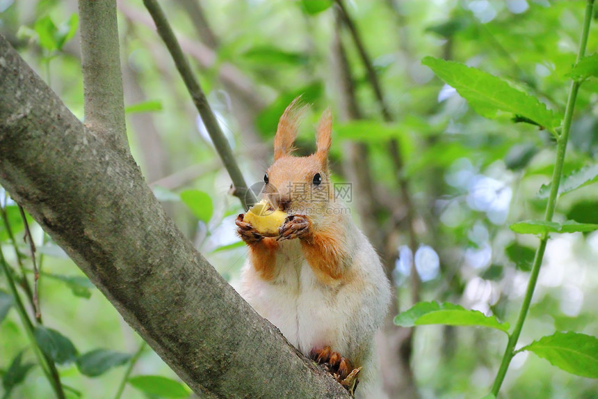 在公园的树上吃松鼠荒野哺乳动物胡须毛皮尾巴动物图片