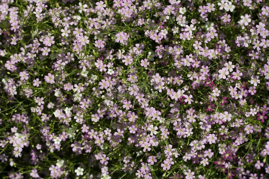 Gypsophila 花花阳光紫色报复粉色园艺绿色植物植物群图片
