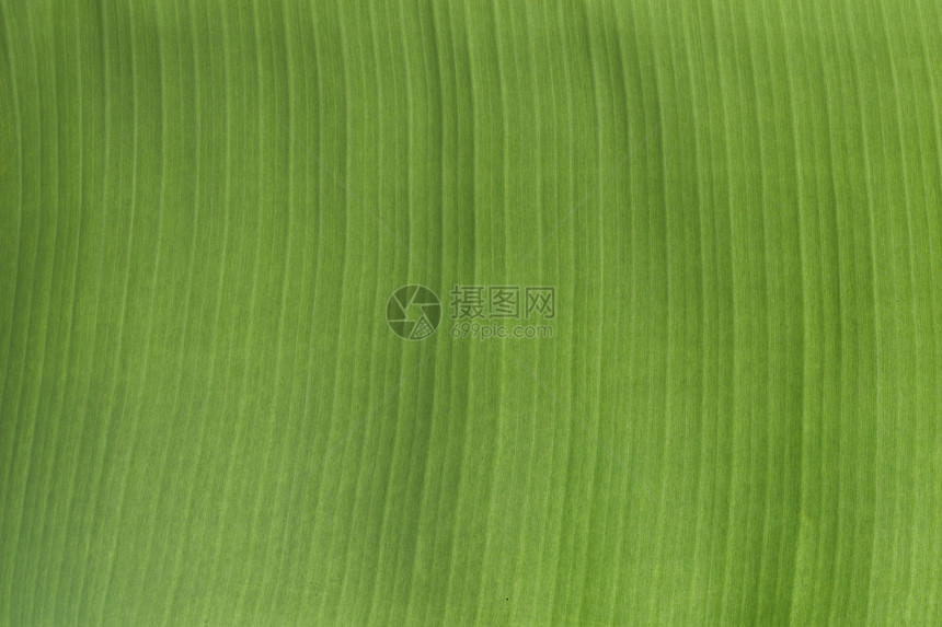 绿香蕉叶背景植物公园宏观生长线条墙纸植物群生活季节环境图片