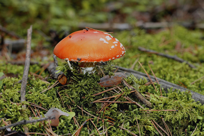 夏季森林中生长的红毒蘑菇毒蝇木头植物地面危险常委季节海绵菌盖中毒图片