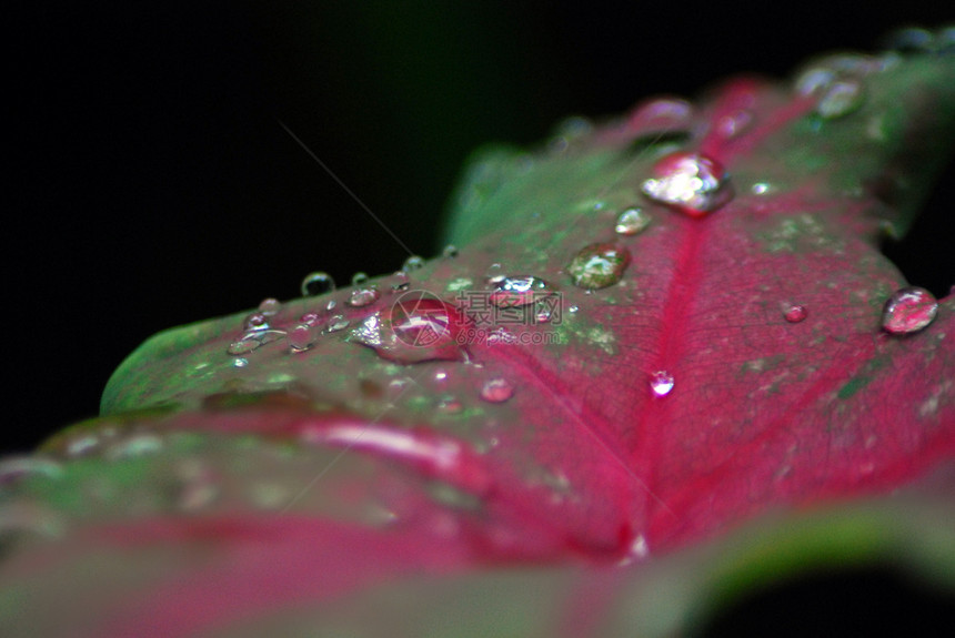 露露在树叶上花园生活雨滴生长天气露珠环境水滴草地植物图片