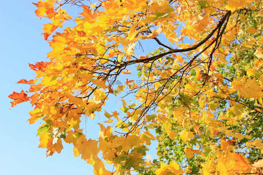金色的秋天城市天空树叶蓝色公园图片