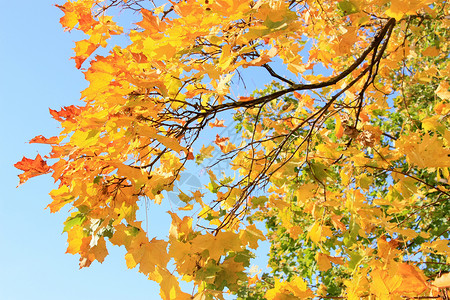 金色的秋天城市天空树叶蓝色公园背景图片