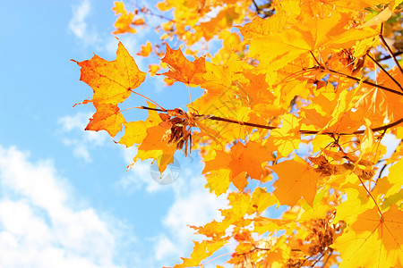金色的秋天蓝色树叶公园天空城市背景图片