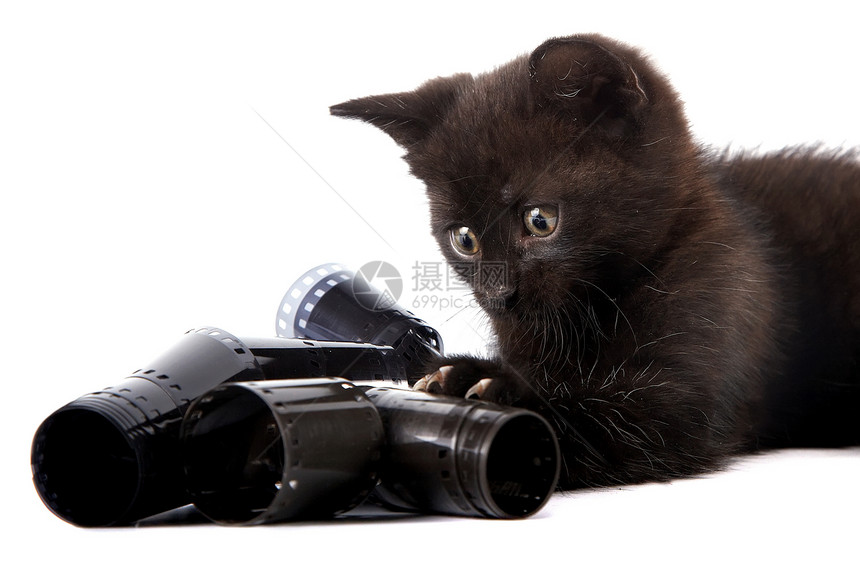 黑小黑猫友谊爪子哺乳动物猫科动物耳朵动物晶须农场毛皮脊椎动物图片