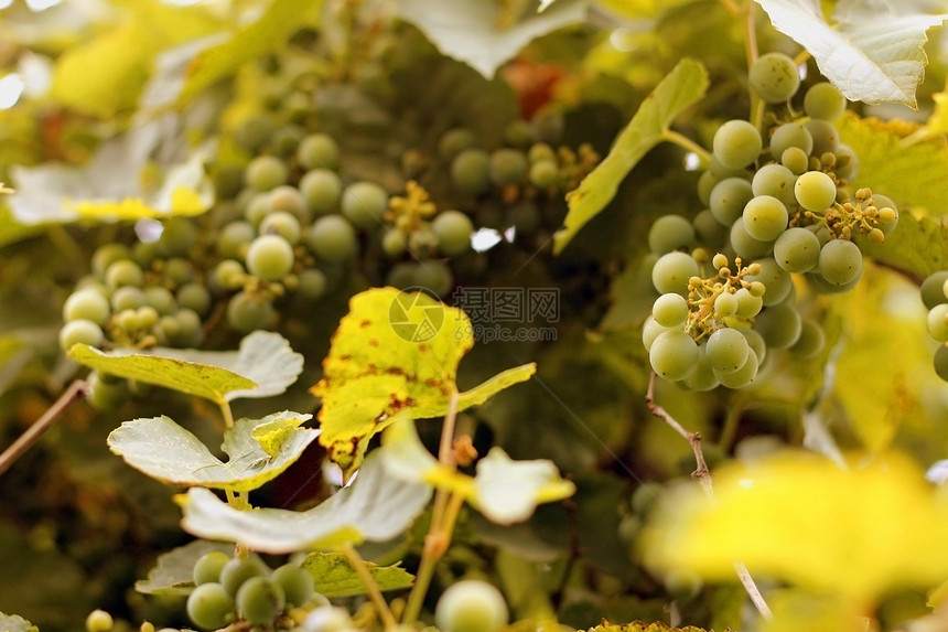 白葡萄挂在树枝上季节叶子农业食物收成生长农场水果葡萄园植物图片