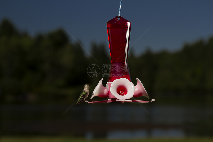 你们所观的鸟器白色液体红宝石耵聍森林喉咙羽毛野生动物蜂鸟图片