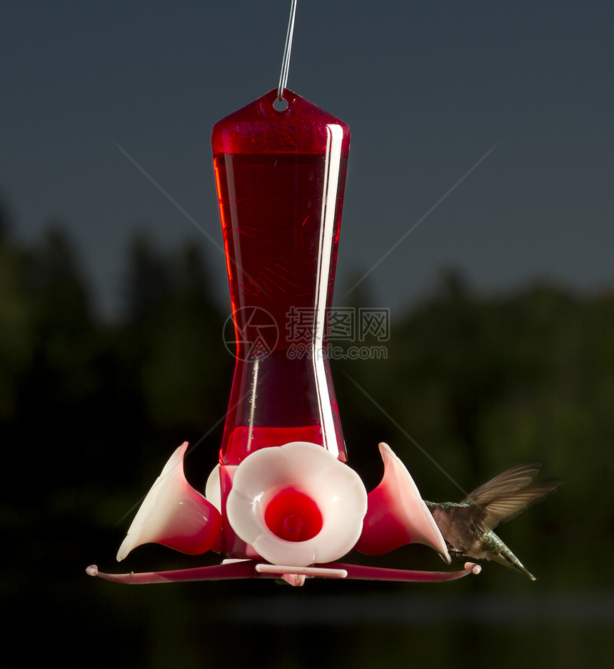 进喂时间森林塑料鸟器耵聍翅膀液体鸟类飞行白色蜂鸟图片