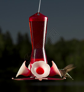 进喂时间森林塑料鸟器耵聍翅膀液体鸟类飞行白色蜂鸟背景图片