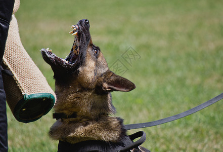 警犬训练牧羊犬运动上市侵略牙齿背景