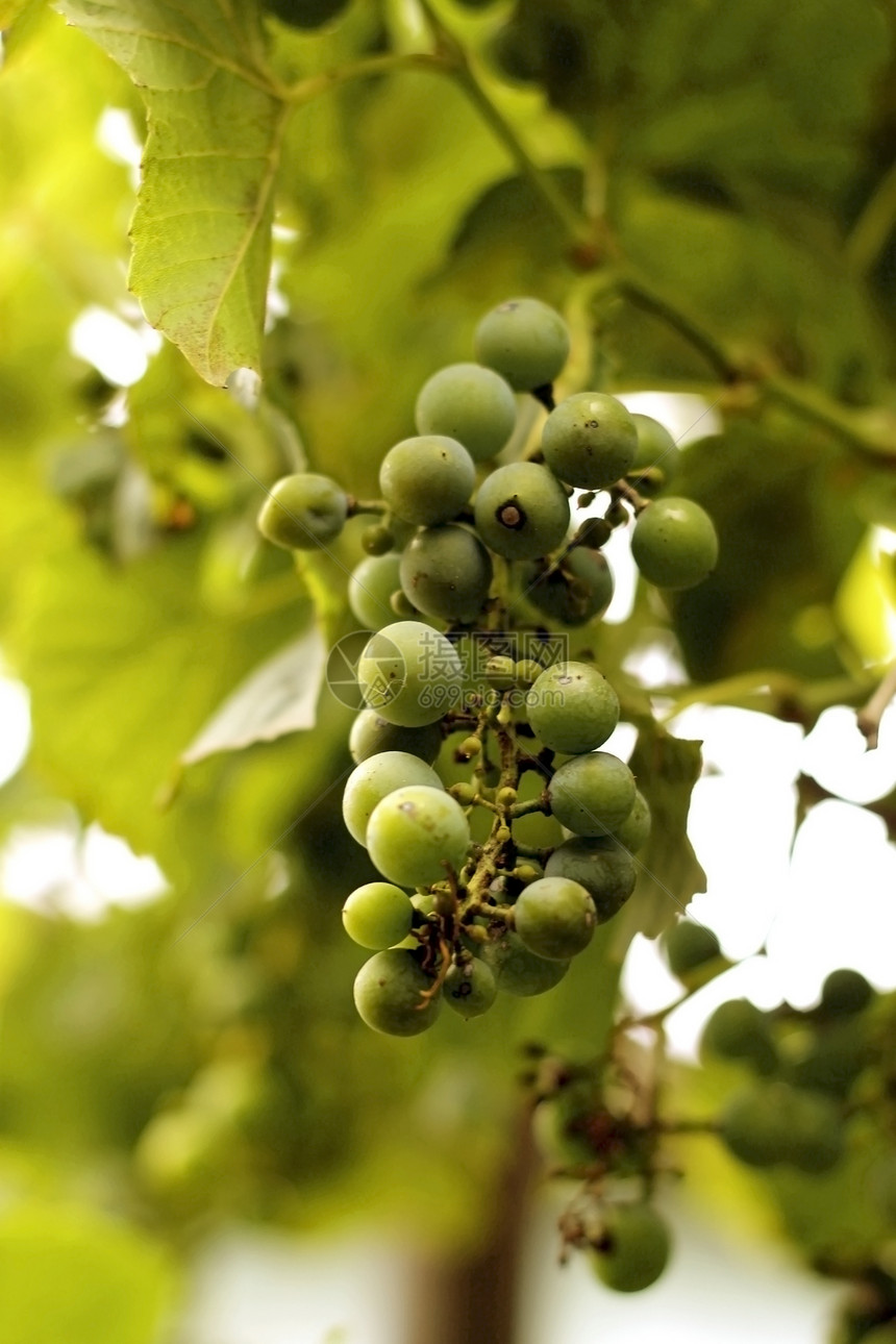 白葡萄挂在树枝上食物植物农场生长农业水果叶子季节收成葡萄园图片